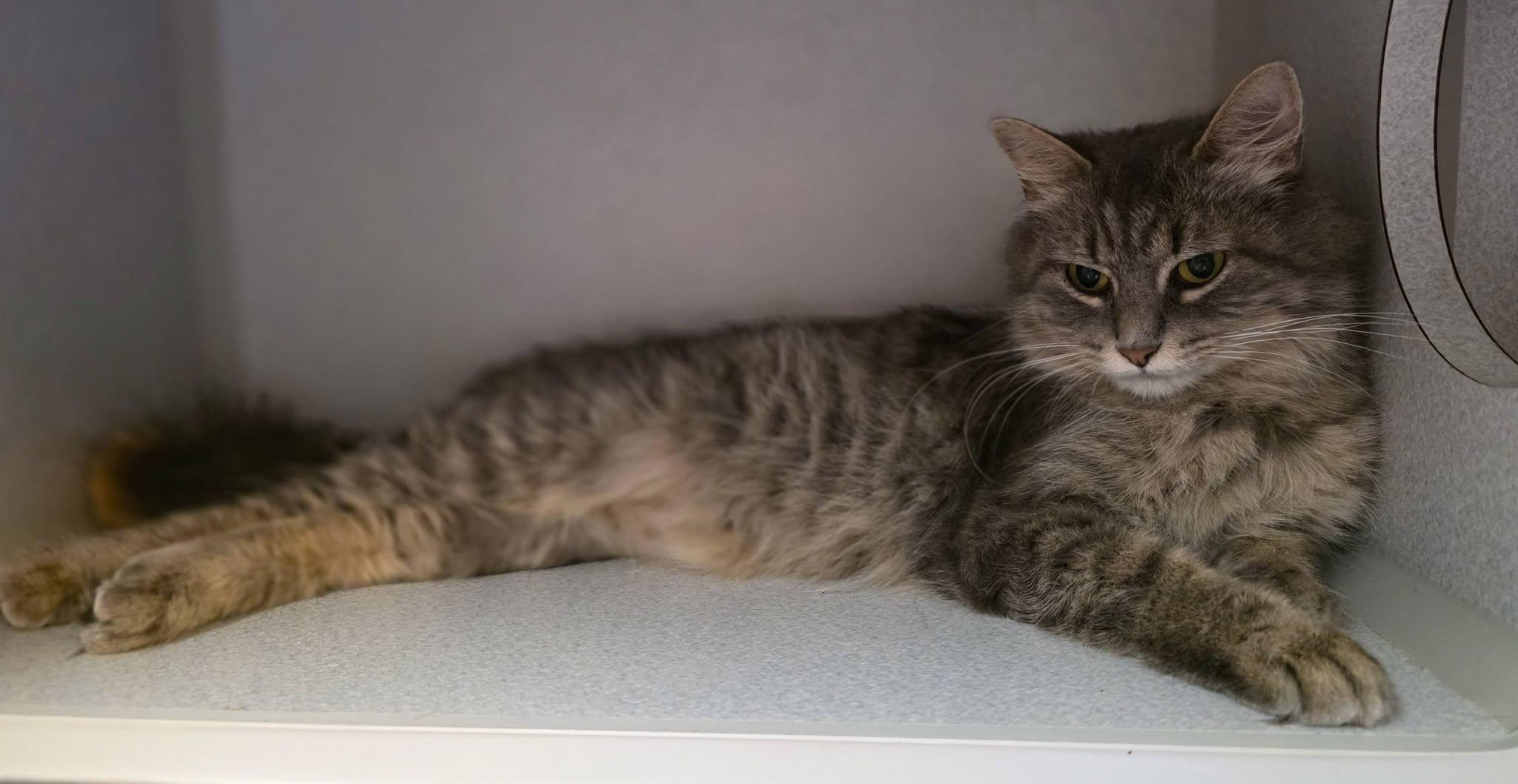 Dory, a Adoptable Domestic Long Hair in Sterling Heights, MI image 3/5