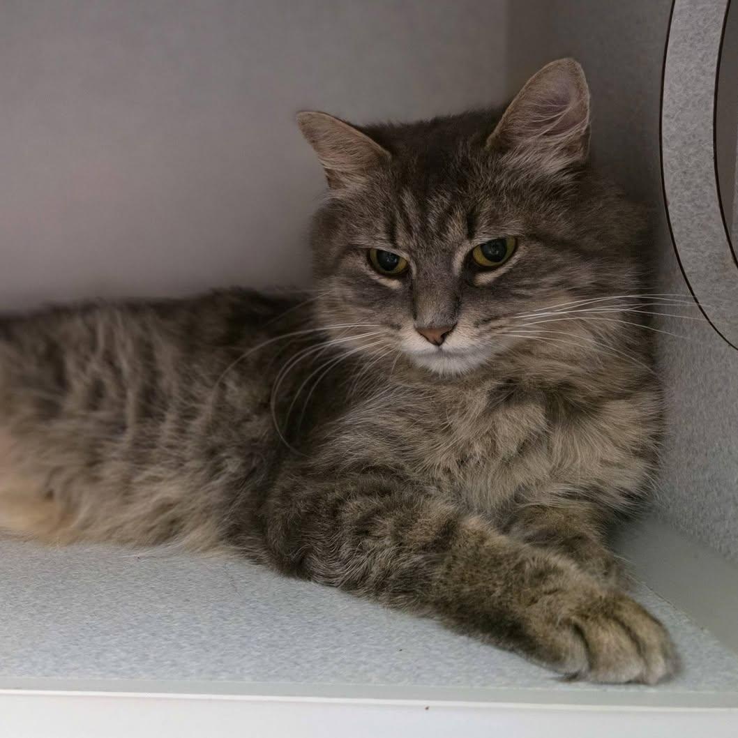 Dory, Adoptable, Young Female Domestic Long Hair.