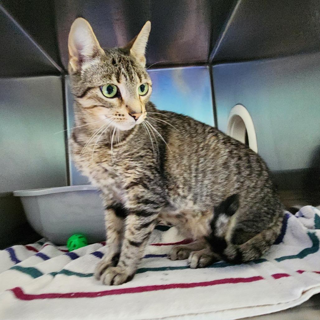 Melody, Adoptable, Adult Female Bengal.