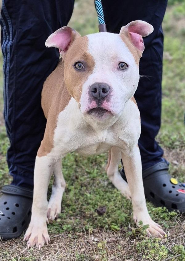 Enlarge Pen 175 Dylan, a Adoptable mixed breed in Lawrenceville, GA image 1/1