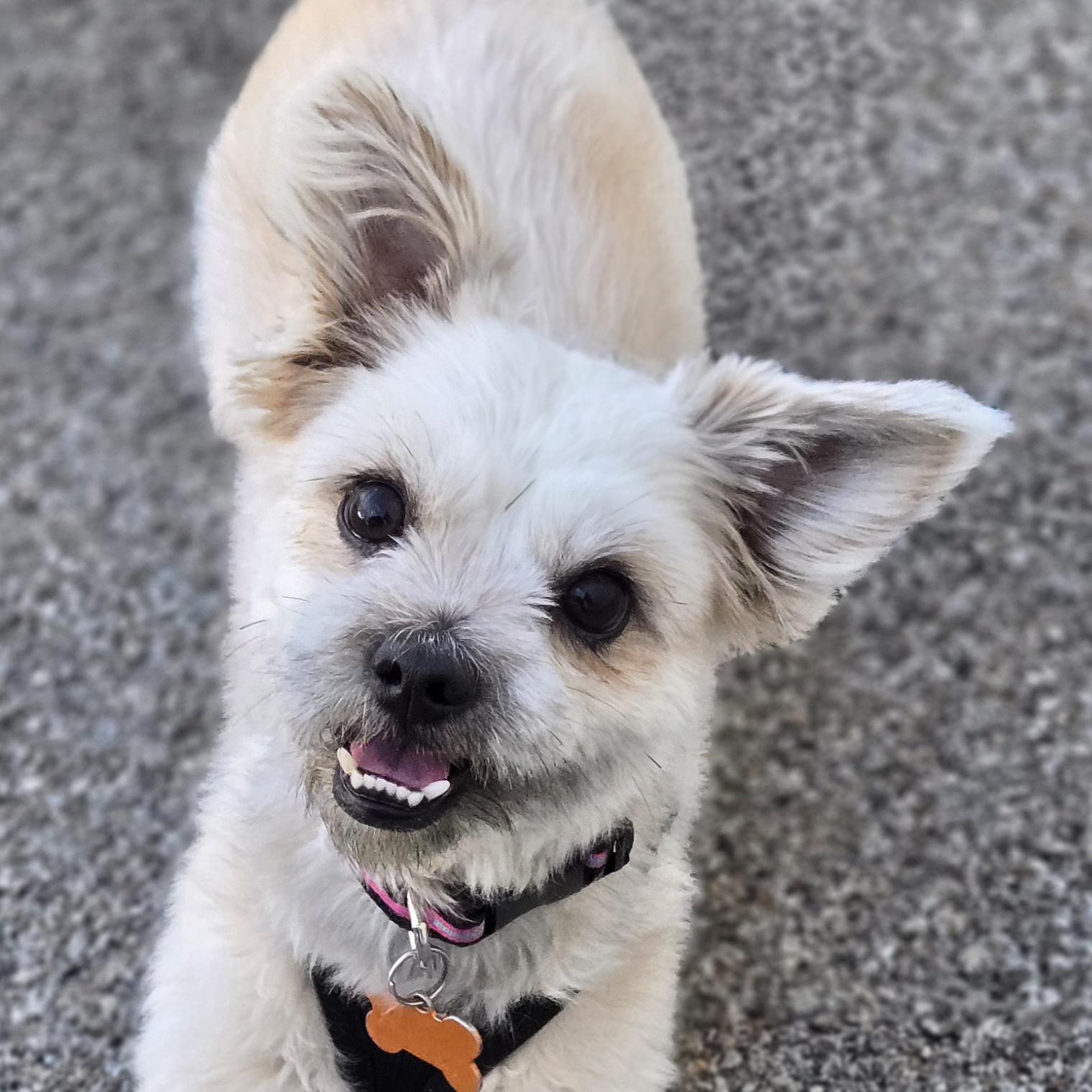 Midge, ADOPTABLE, Young Female Shih Tzu.