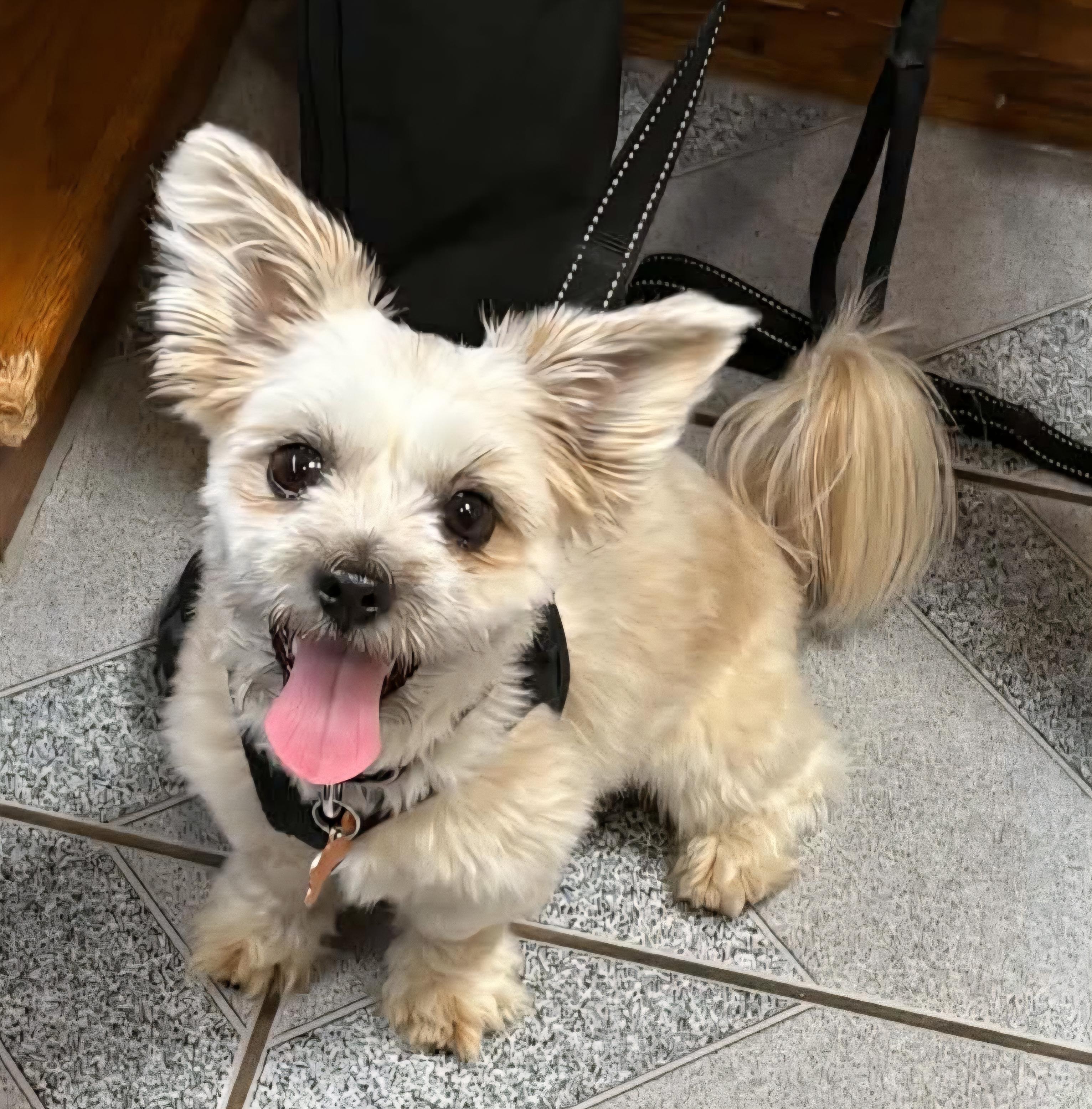 Midge, a ADOPTABLE mixed breed in Normal, IL image 2/3