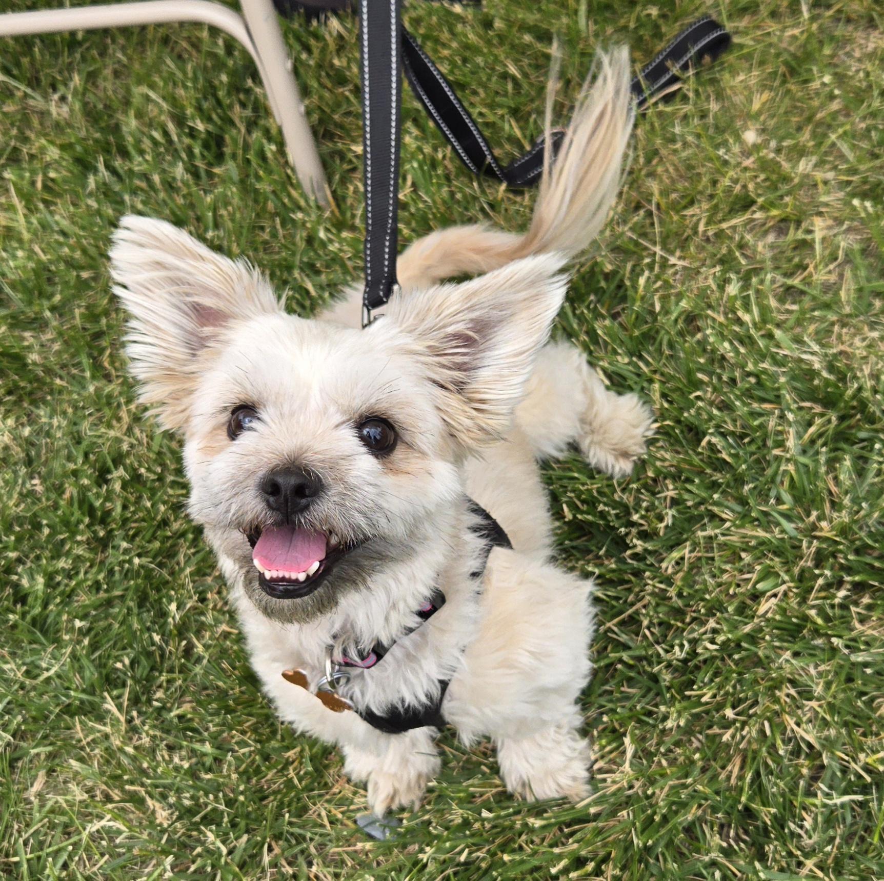 Midge, a ADOPTABLE mixed breed in Normal, IL image 3/3