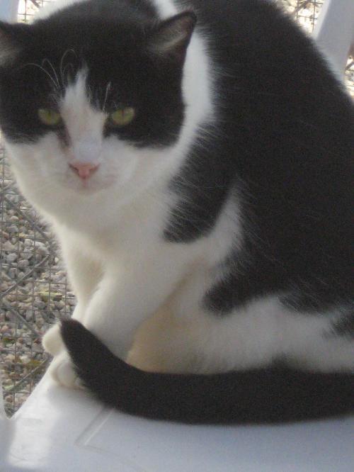 Enlarge Panda - sponsor only, a Adoptable Domestic Short Hair in Littlerock, CA image 1/2