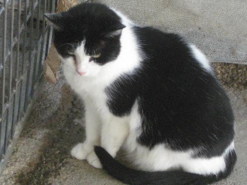 Enlarge Panda - sponsor only, a Adoptable Domestic Short Hair in Littlerock, CA image 2/2