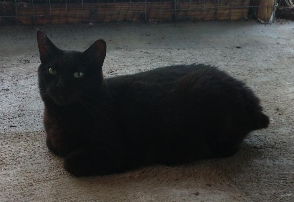 Lexi, Adoptable, Adult Female Domestic Short Hair.