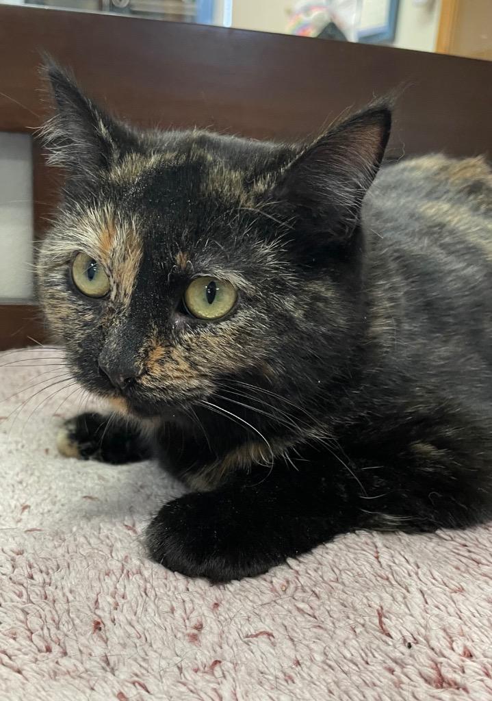 Bev, Adoptable, Young Female Domestic Short Hair.