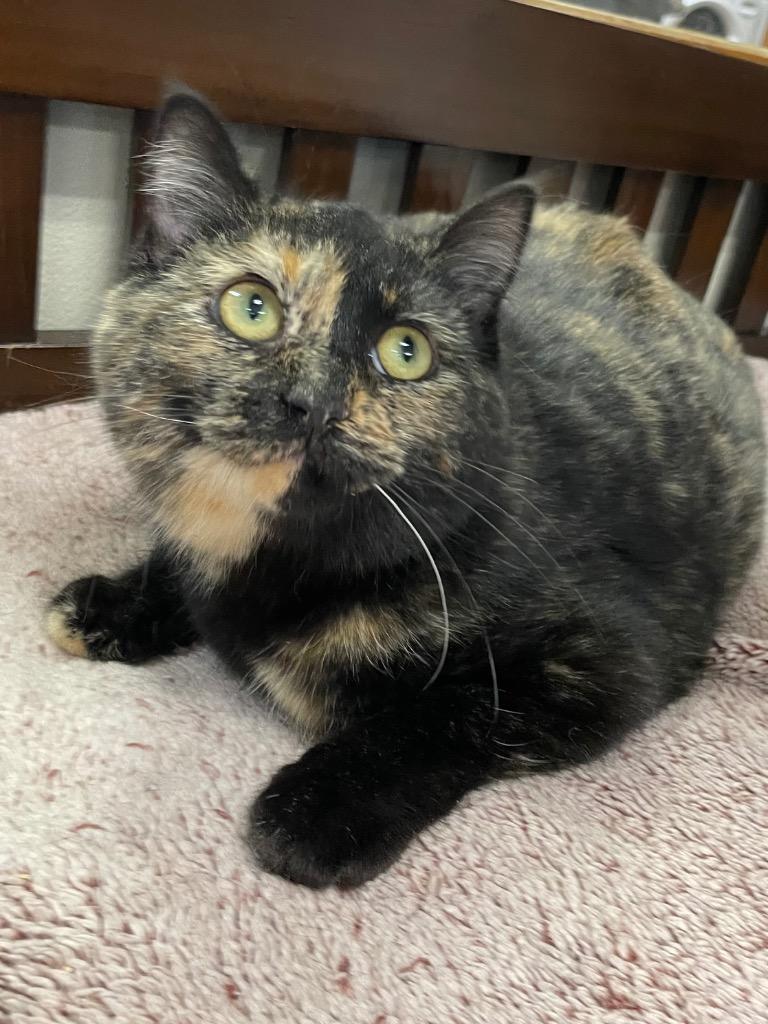 Enlarge Bev, a Adoptable mixed breed in Spooner, WI image 1/2