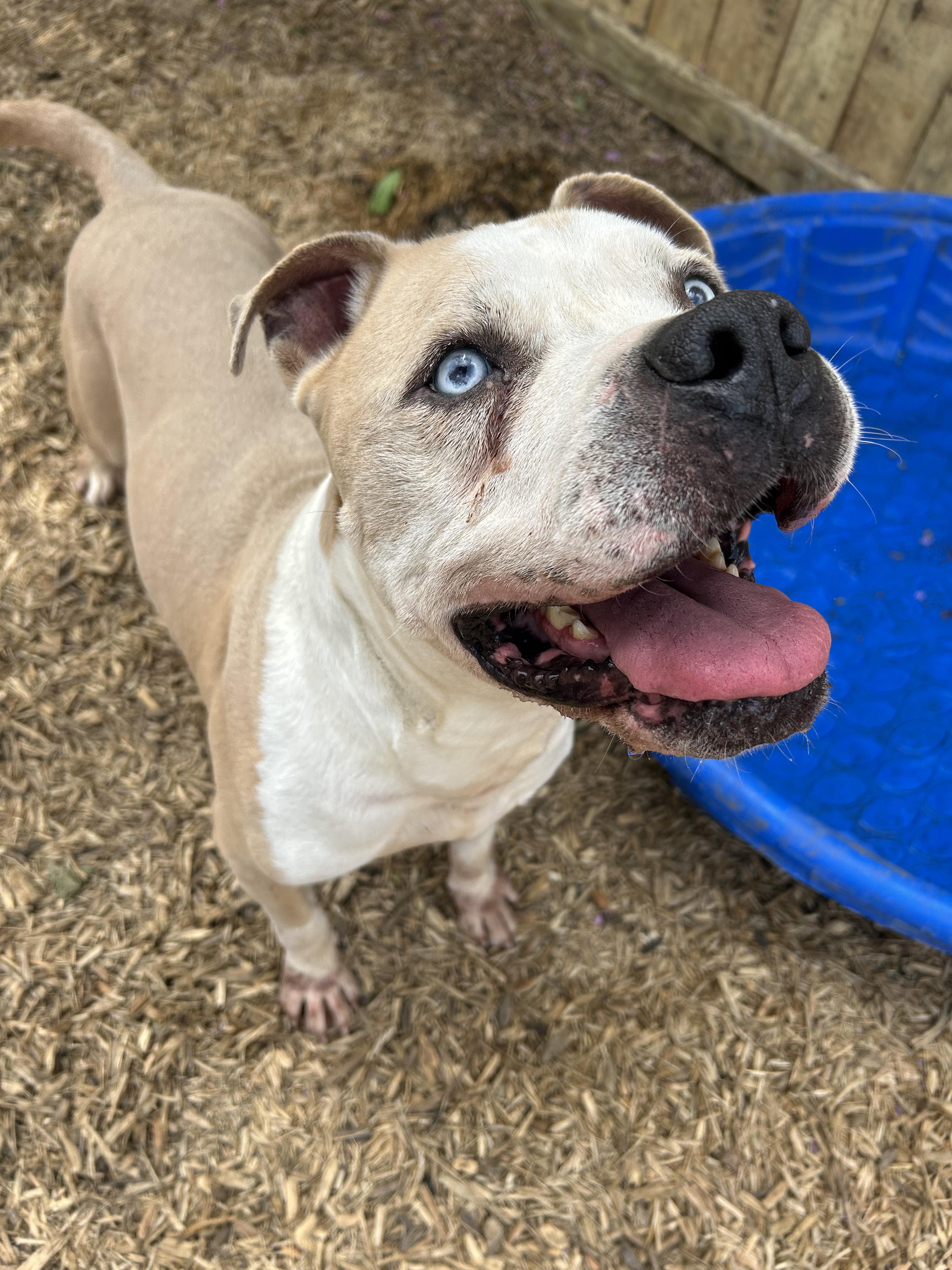 Hobbes, Adoptable, Adult Male Pit Bull Terrier.