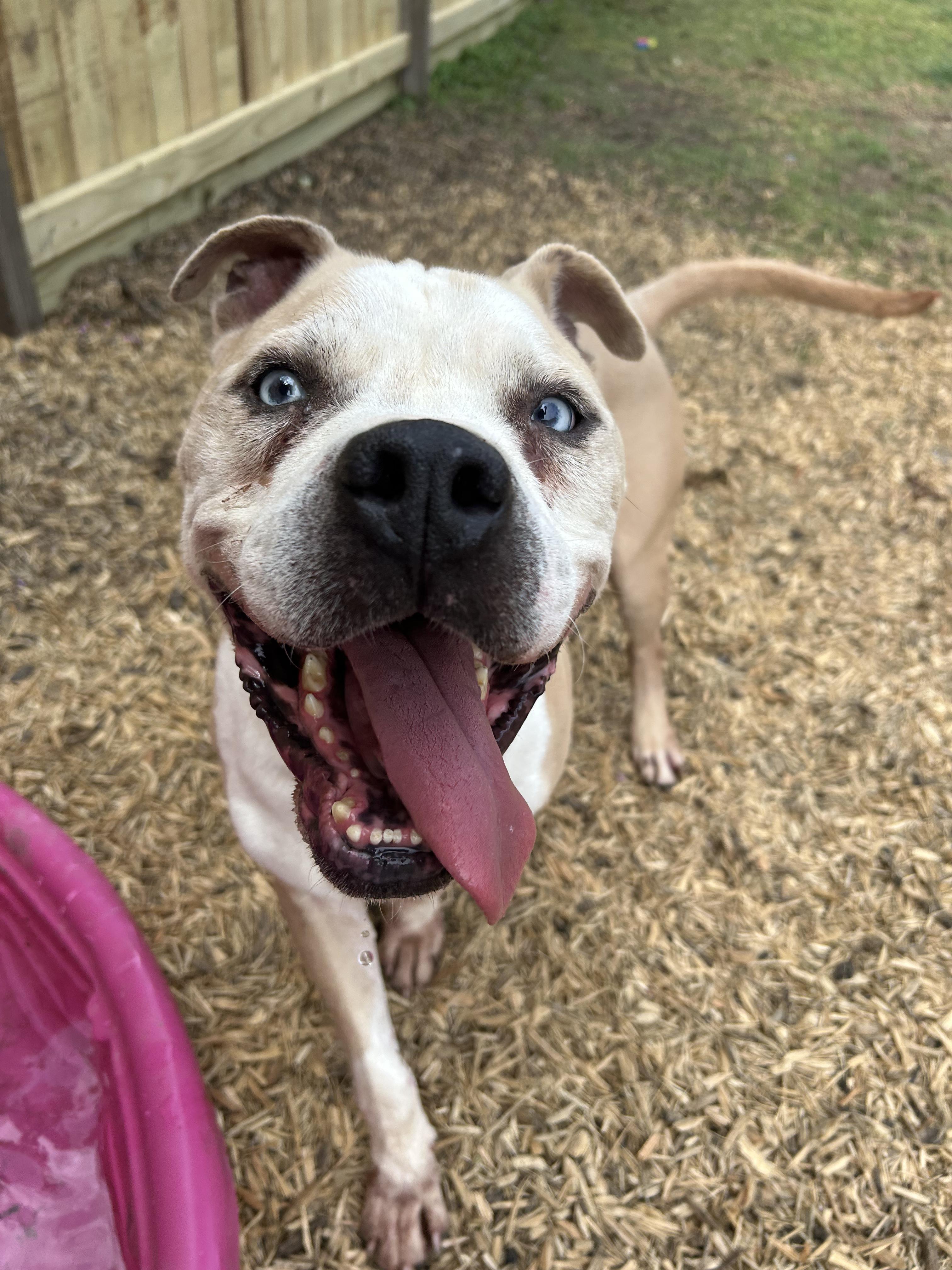 Hobbes, Adult Male Pit Bull Terrier