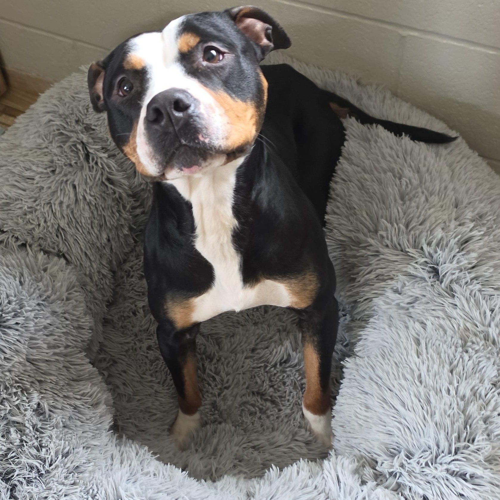 Enlarge Gemma, an adopted mixed breed in Eureka, IL image 2/3