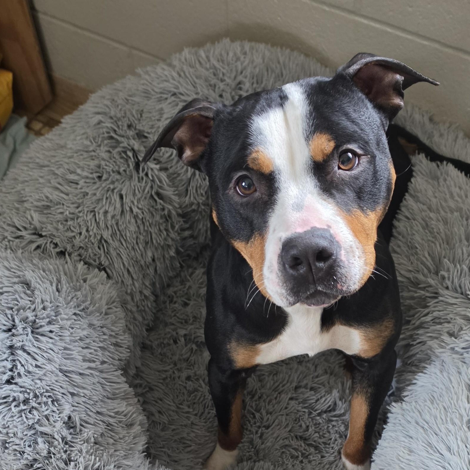 Enlarge Gemma, an adopted mixed breed in Eureka, IL image 1/3
