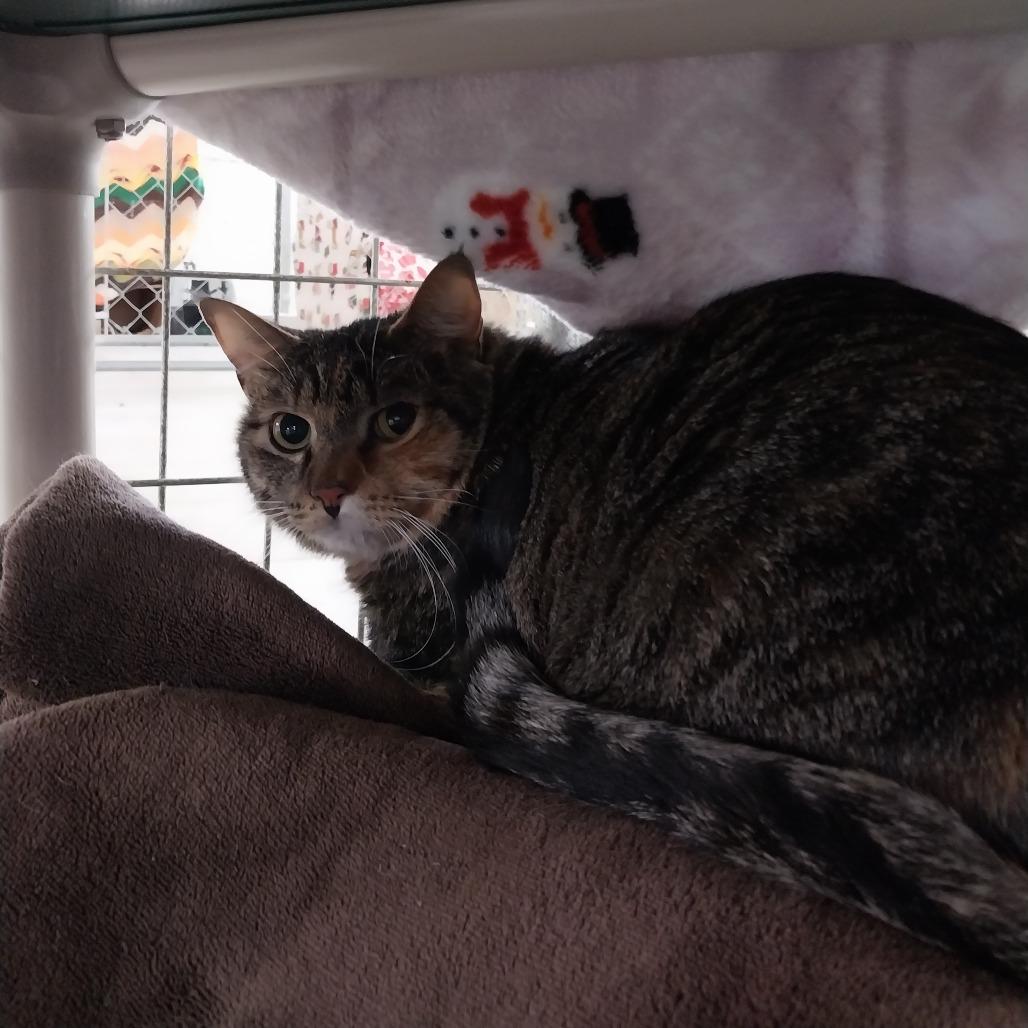 Sassy, Adoptable, Adult Female Domestic Medium Hair.