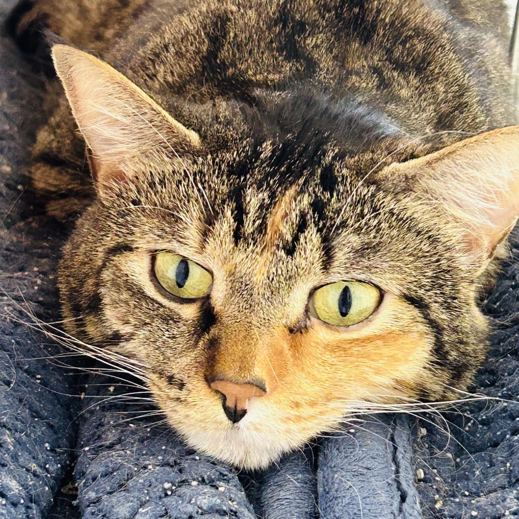 Sassy, a Adoptable Domestic Medium Hair in East Smithfield , PA image 1/5