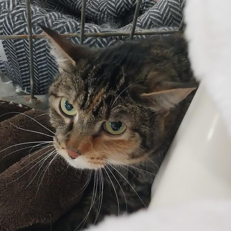Sassy, a Adoptable Domestic Medium Hair in East Smithfield , PA image 2/4