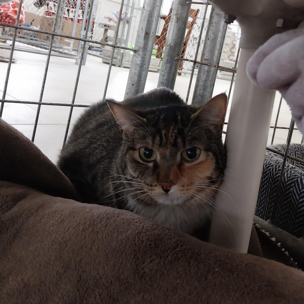 Sassy, a Adoptable Domestic Medium Hair in East Smithfield , PA image 3/4