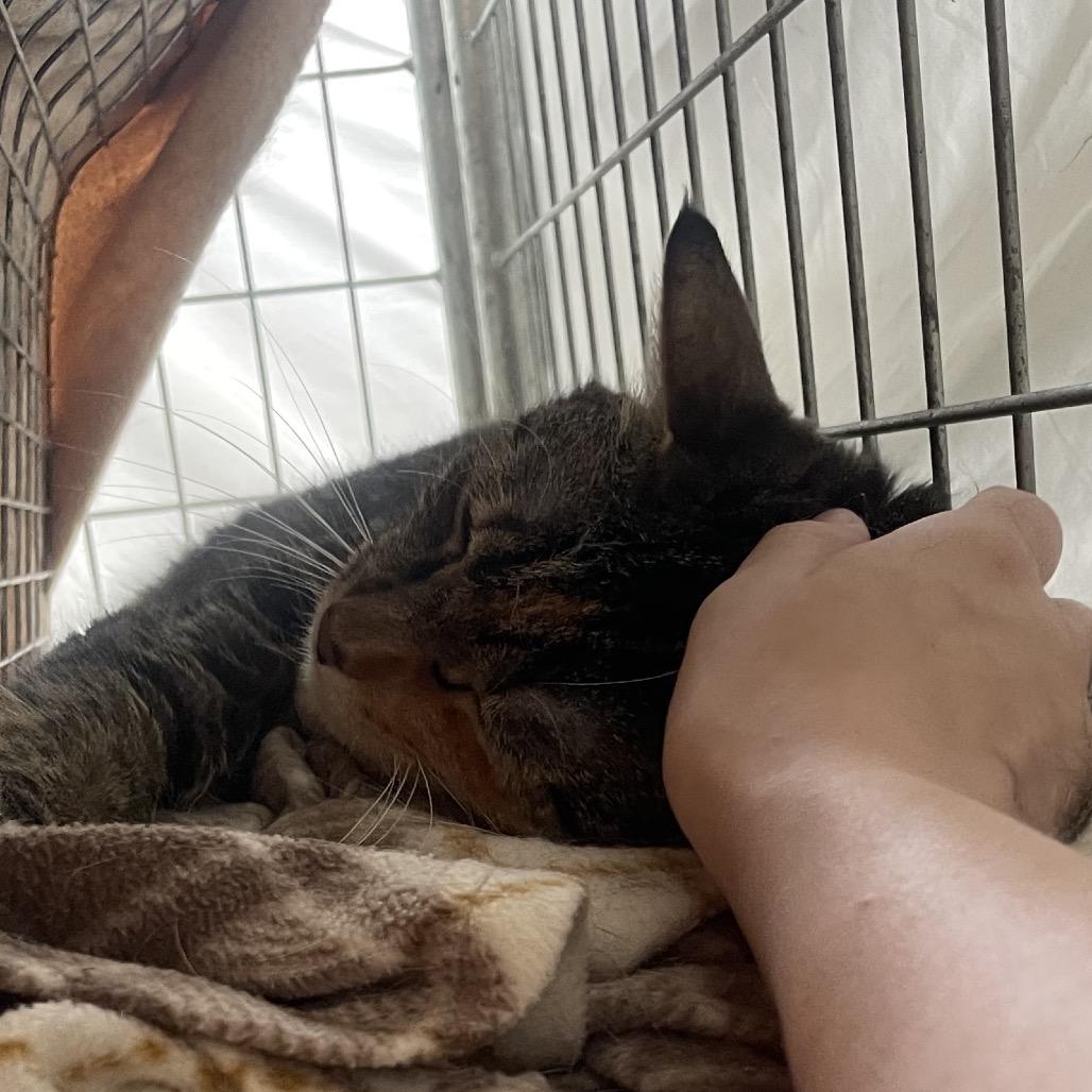 Sassy, a Adoptable Domestic Medium Hair in East Smithfield , PA image 3/5