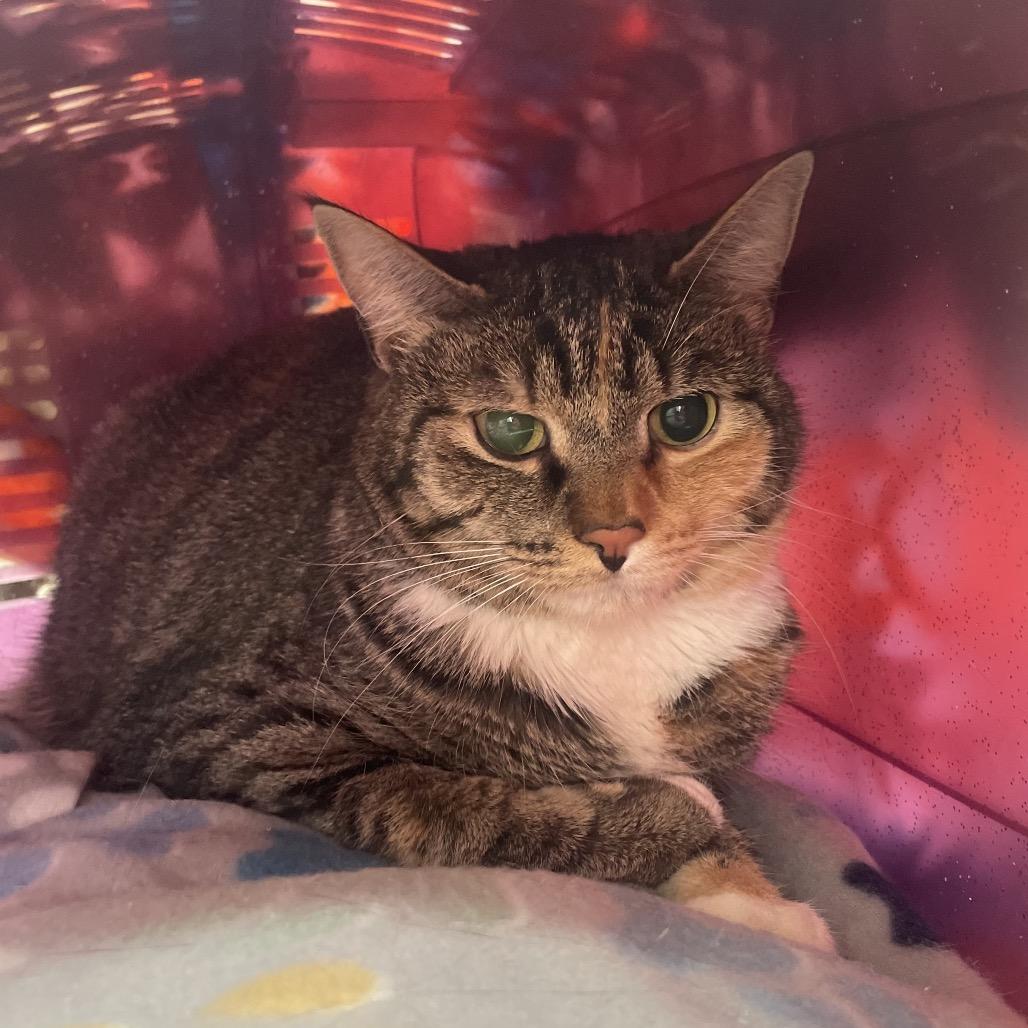 Sassy, a Adoptable Domestic Medium Hair in East Smithfield , PA image 4/4