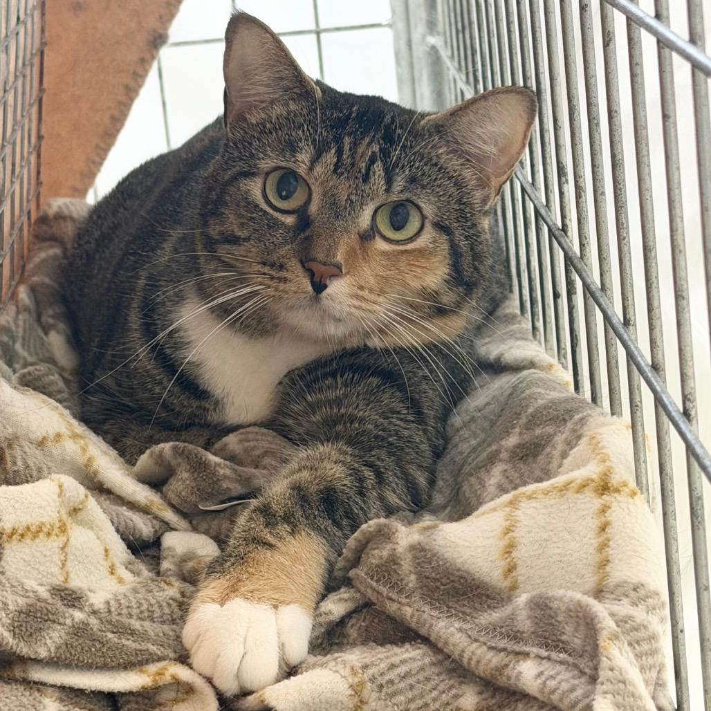 Enlarge Sassy, a Adoptable Domestic Medium Hair in East Smithfield , PA image 5/6