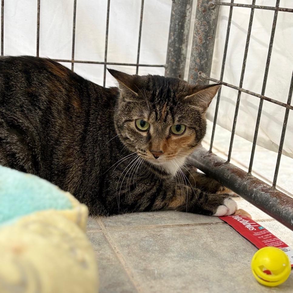 Sassy, a Adoptable Domestic Medium Hair in East Smithfield , PA image 5/5