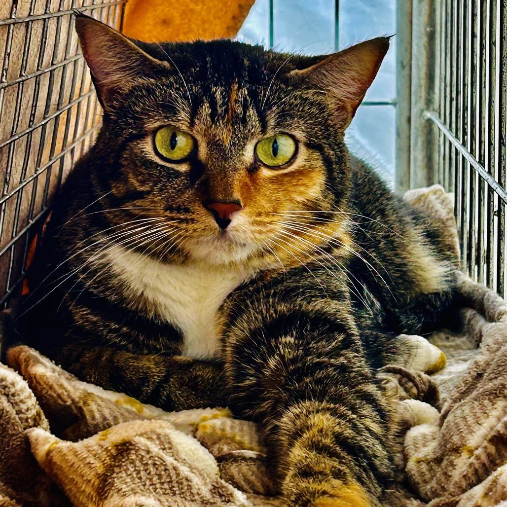 Sassy, a Adoptable Domestic Medium Hair in East Smithfield , PA image 5/5