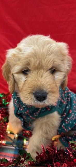 Barque, Adoptable, Puppy Male Mixed Breed.