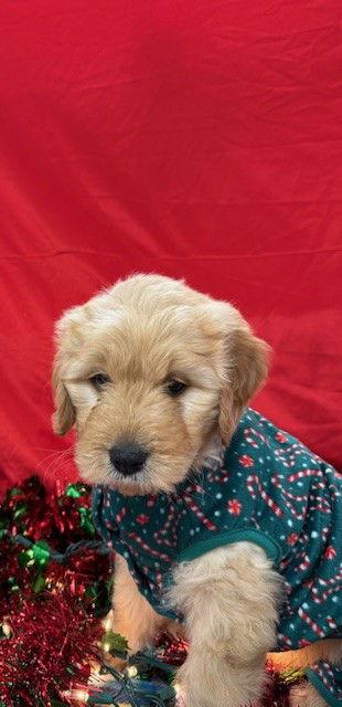 Enlarge Barque, a Adoptable Mixed Breed in Bay City, MI image 2/3