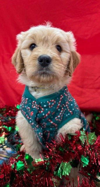 Enlarge Barque, a Adoptable Mixed Breed in Bay City, MI image 3/3