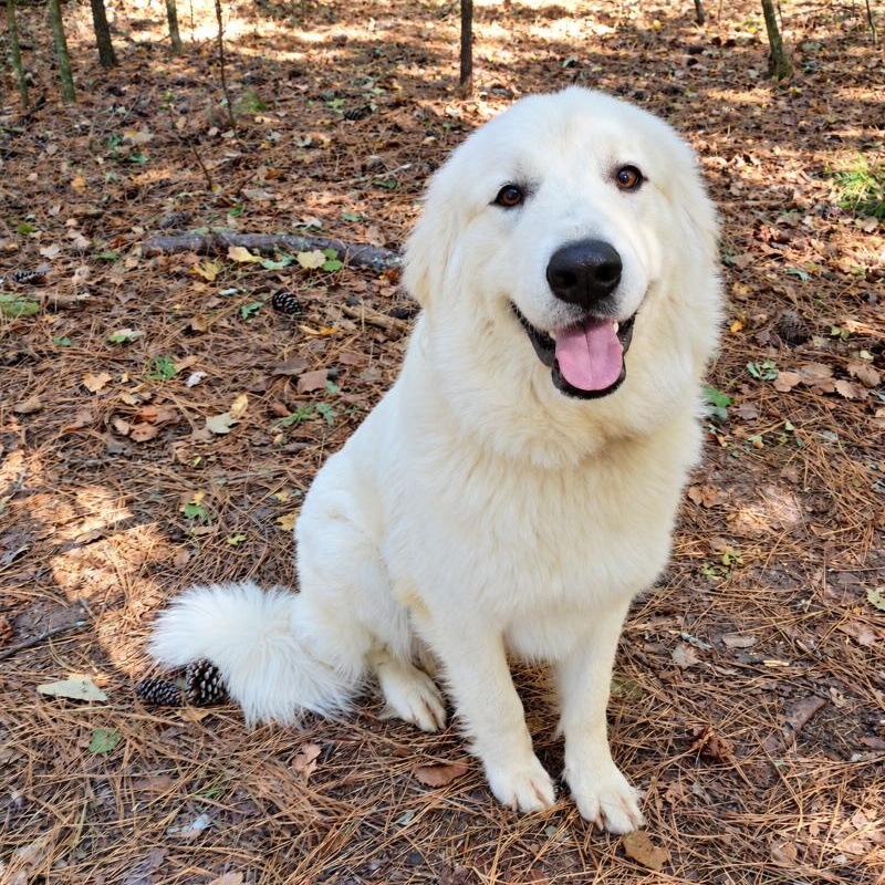 Dixie, Adopted, Young Female Great Pyrenees.