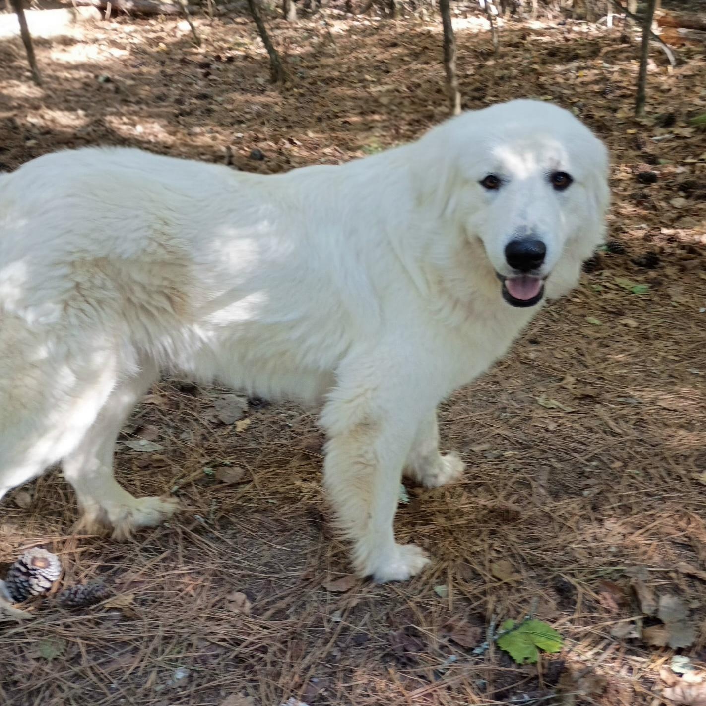 Enlarge Dixie, a Adopted Great Pyrenees in Atlanta, GA image 3/4