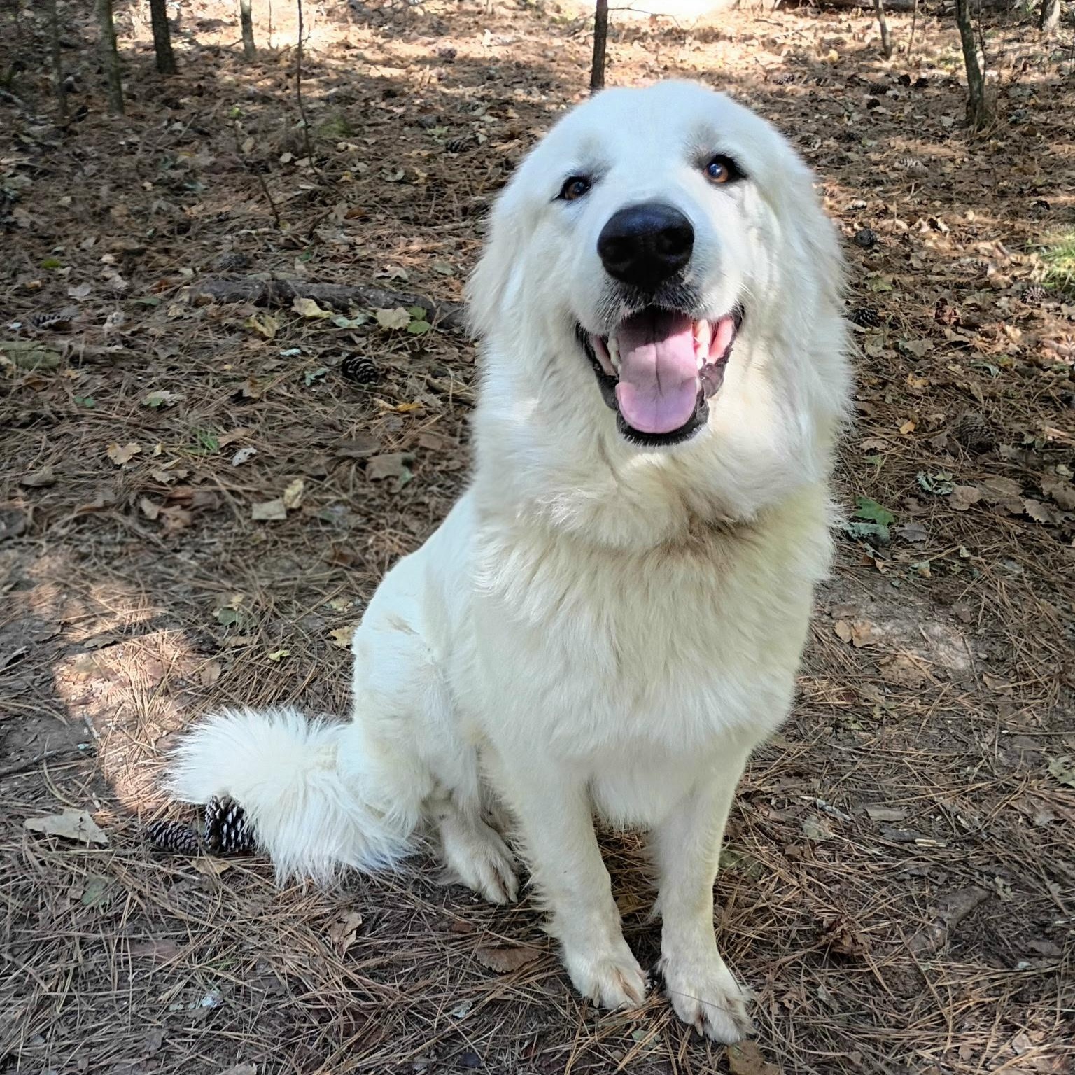 Enlarge Dixie, a Adopted Great Pyrenees in Atlanta, GA image 4/4