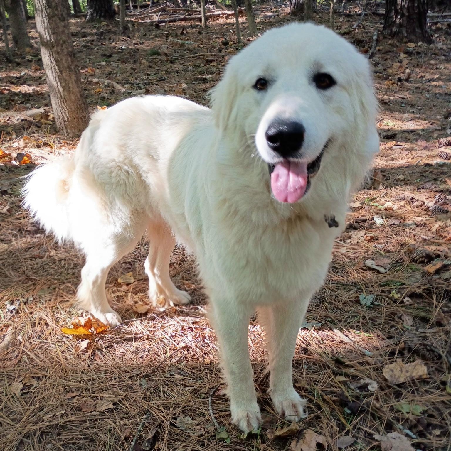 Enlarge Dixie, a Adopted Great Pyrenees in Atlanta, GA image 2/4
