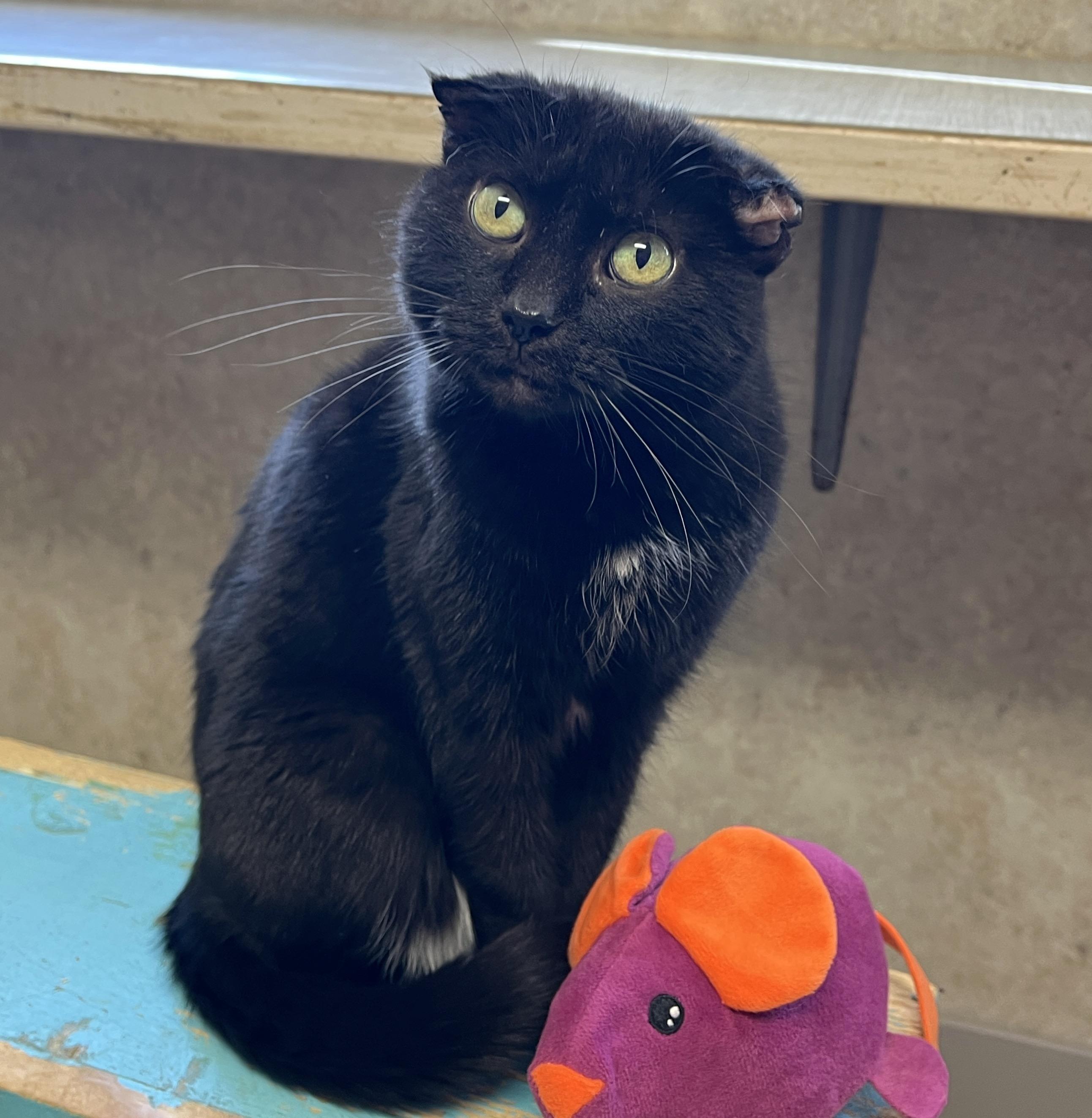 Lil' — thumbnail 4