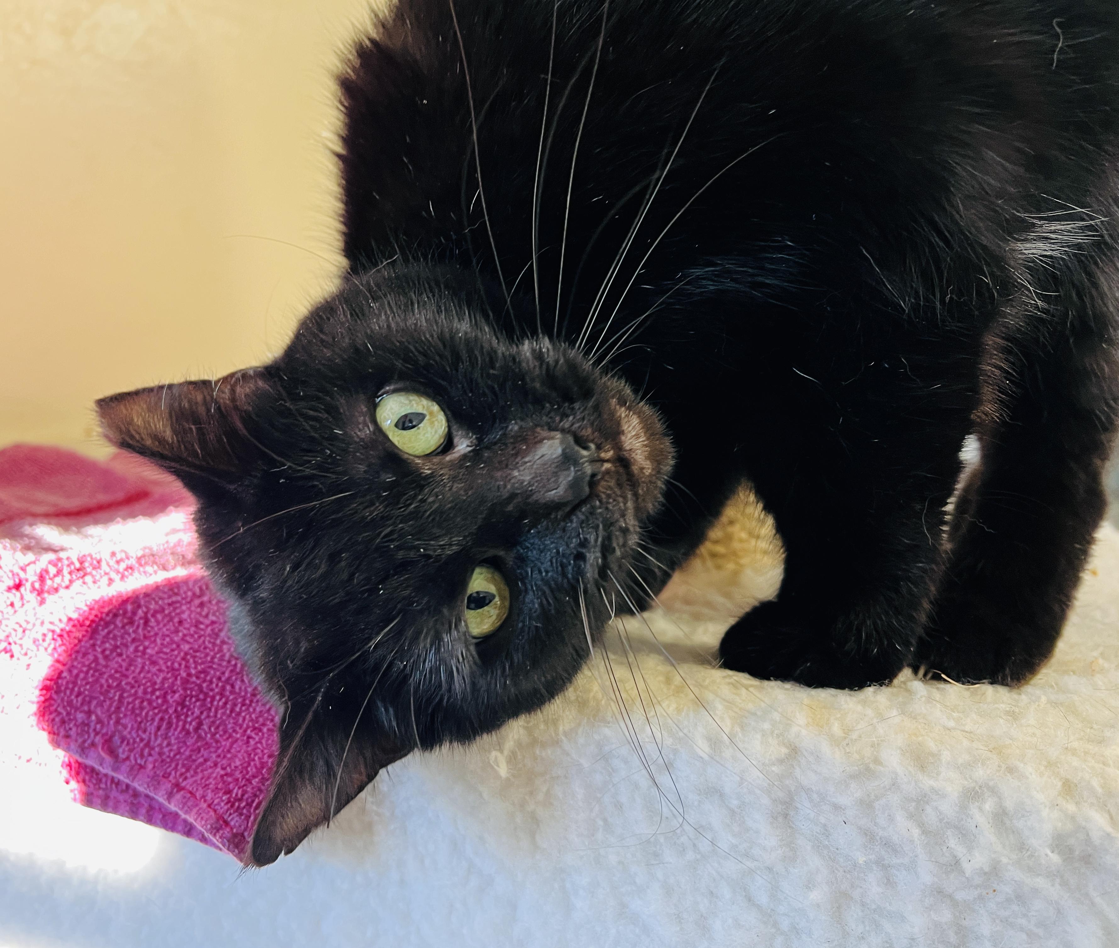 Lil' — thumbnail 5