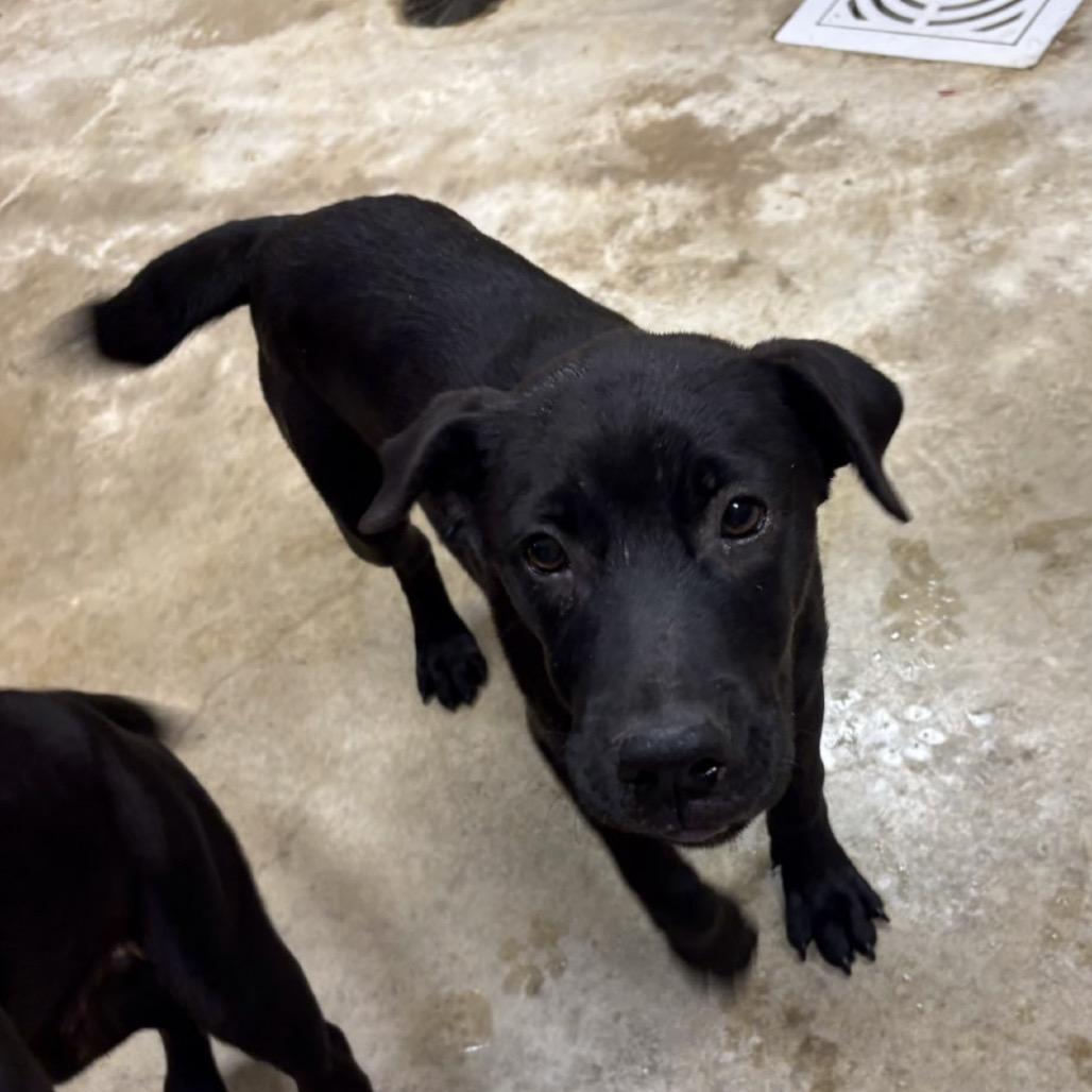 Rouge - 102105U, Adoptable, Puppy Female Labrador Retriever & Mixed Breed.