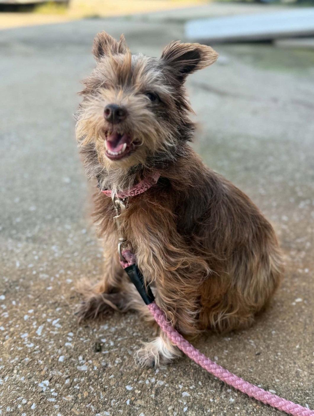 Enlarge Mae Lynn, a Adoptable mixed breed in Saunderstown, RI image 1/2