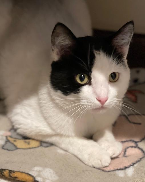 Enlarge Oreo, a Adoptable American Shorthair in Salem, OH image 1/3