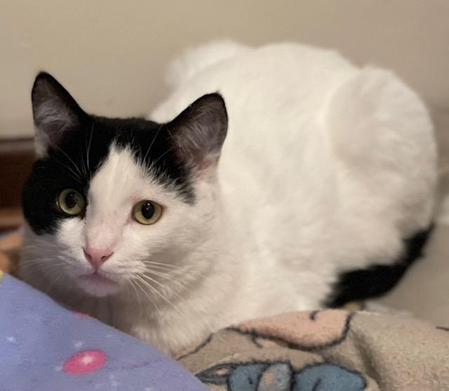 Enlarge Oreo, a Adoptable American Shorthair in Salem, OH image 2/3