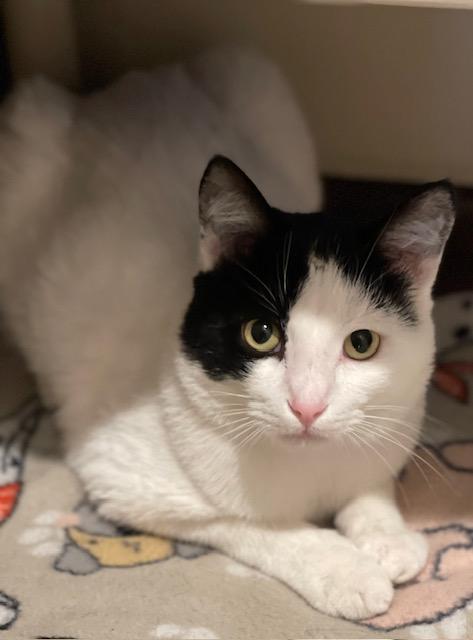 Enlarge Oreo, a Adoptable American Shorthair in Salem, OH image 3/3