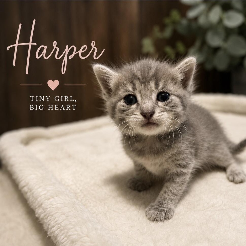 Harper, Adopted, Kitten Female Tabby & Domestic Short Hair.