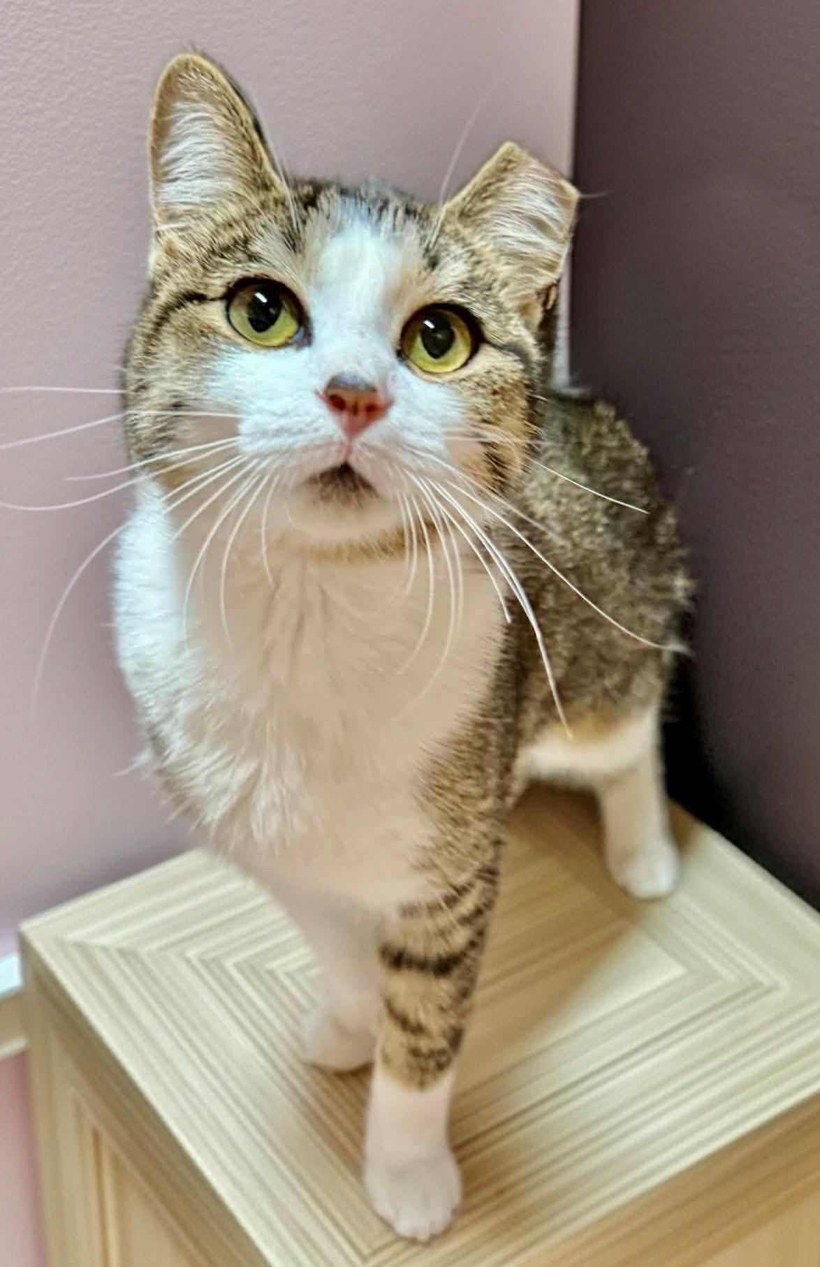 Butter Cookie PLIV, adopted, Young Female Domestic Short Hair.