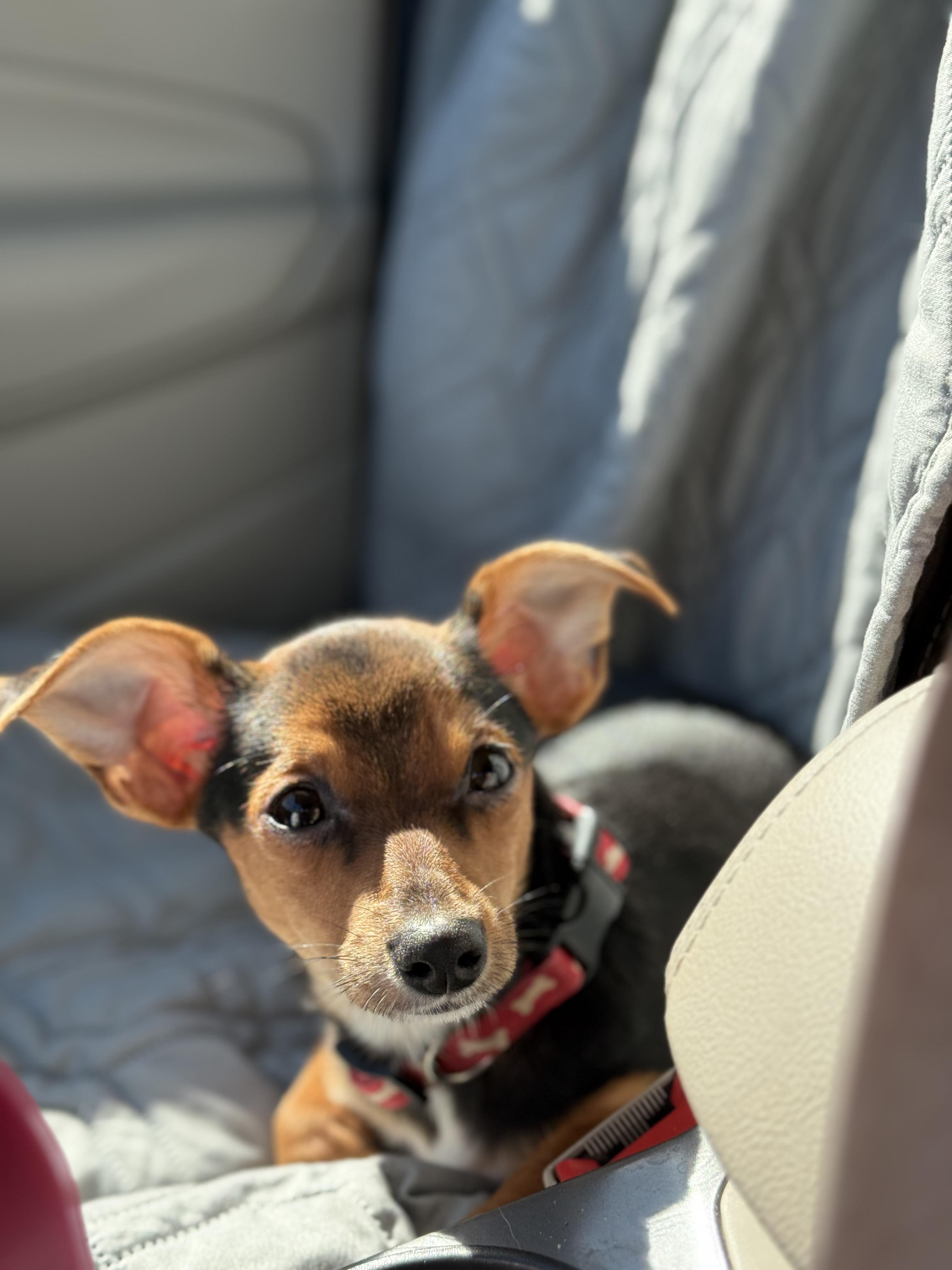 Lizzie, a Adoptable mixed breed in Baton Rouge, LA image 2/4