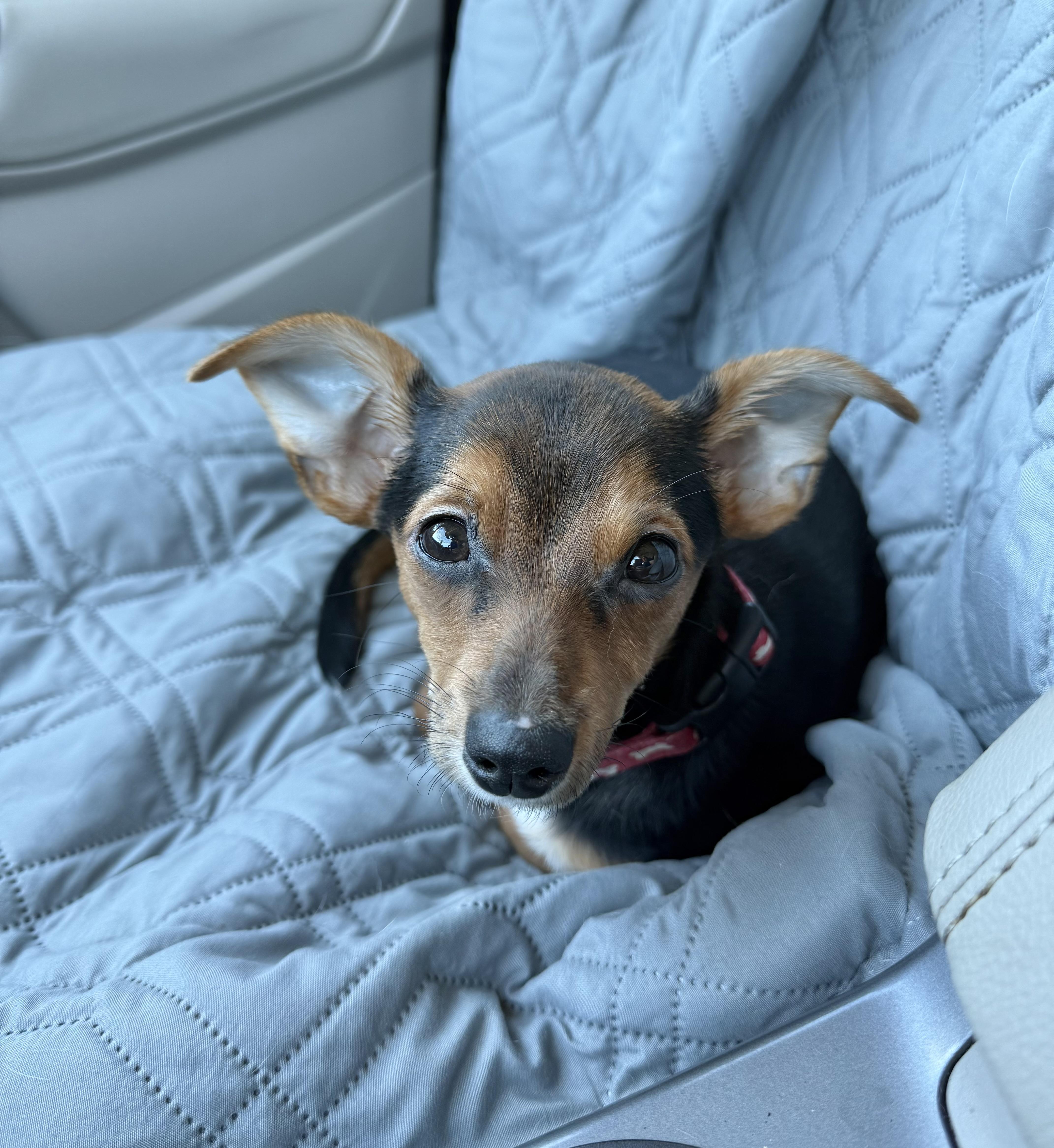 Lizzie, a Adoptable mixed breed in Baton Rouge, LA image 3/4