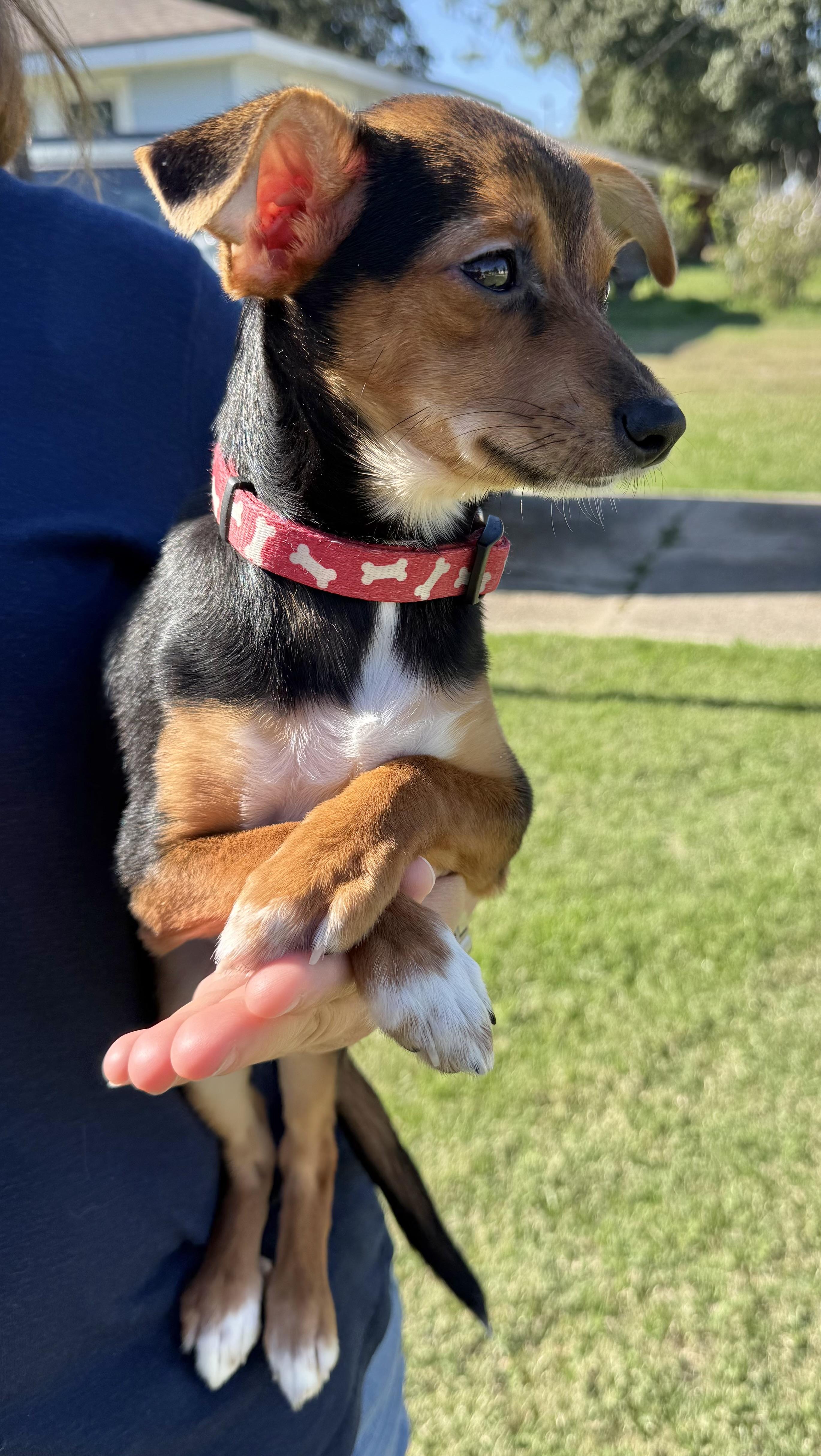 Lizzie, a Adoptable mixed breed in Baton Rouge, LA image 4/4