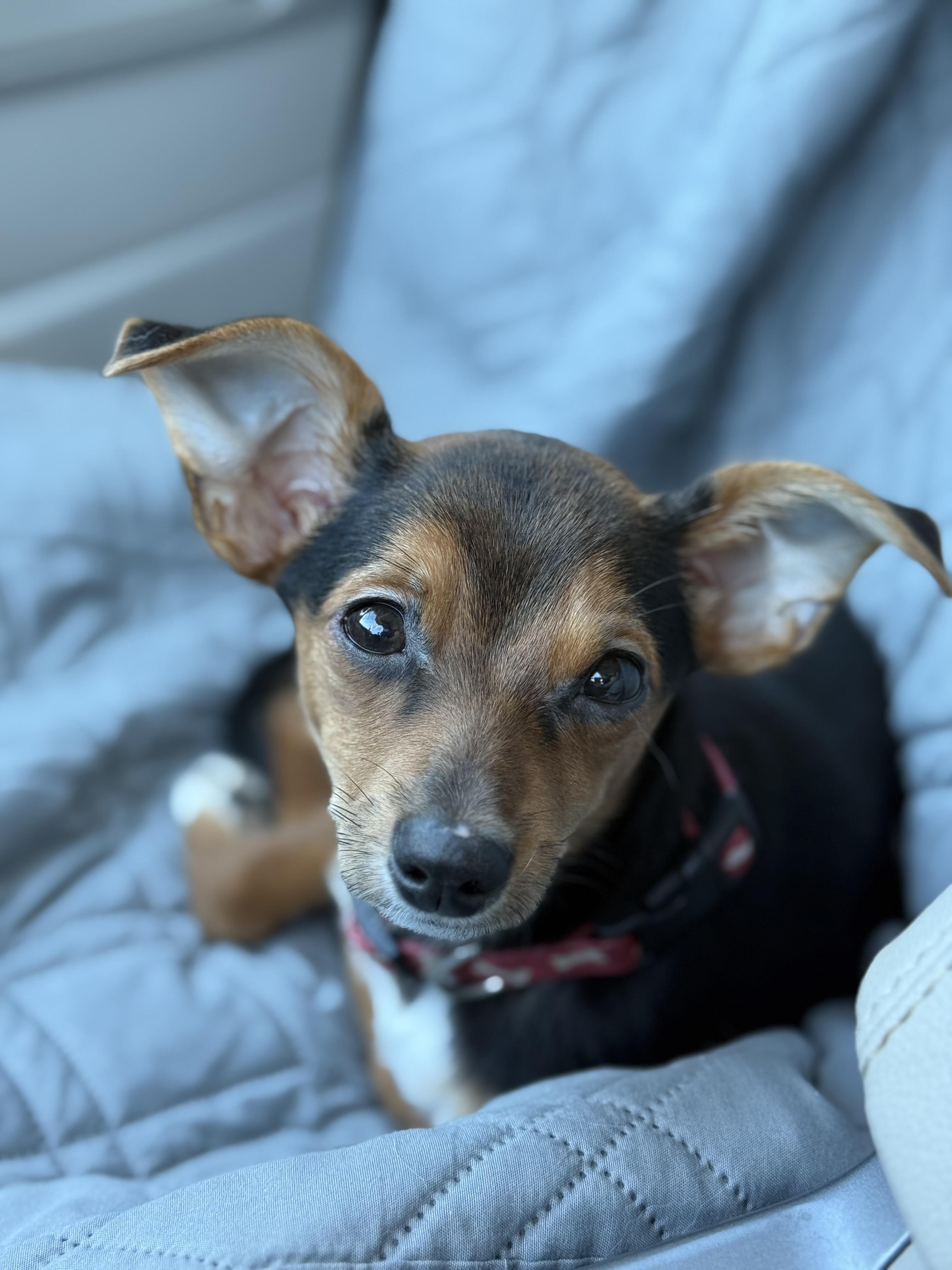 Lizzie, Adoptable, Young Female Chihuahua.