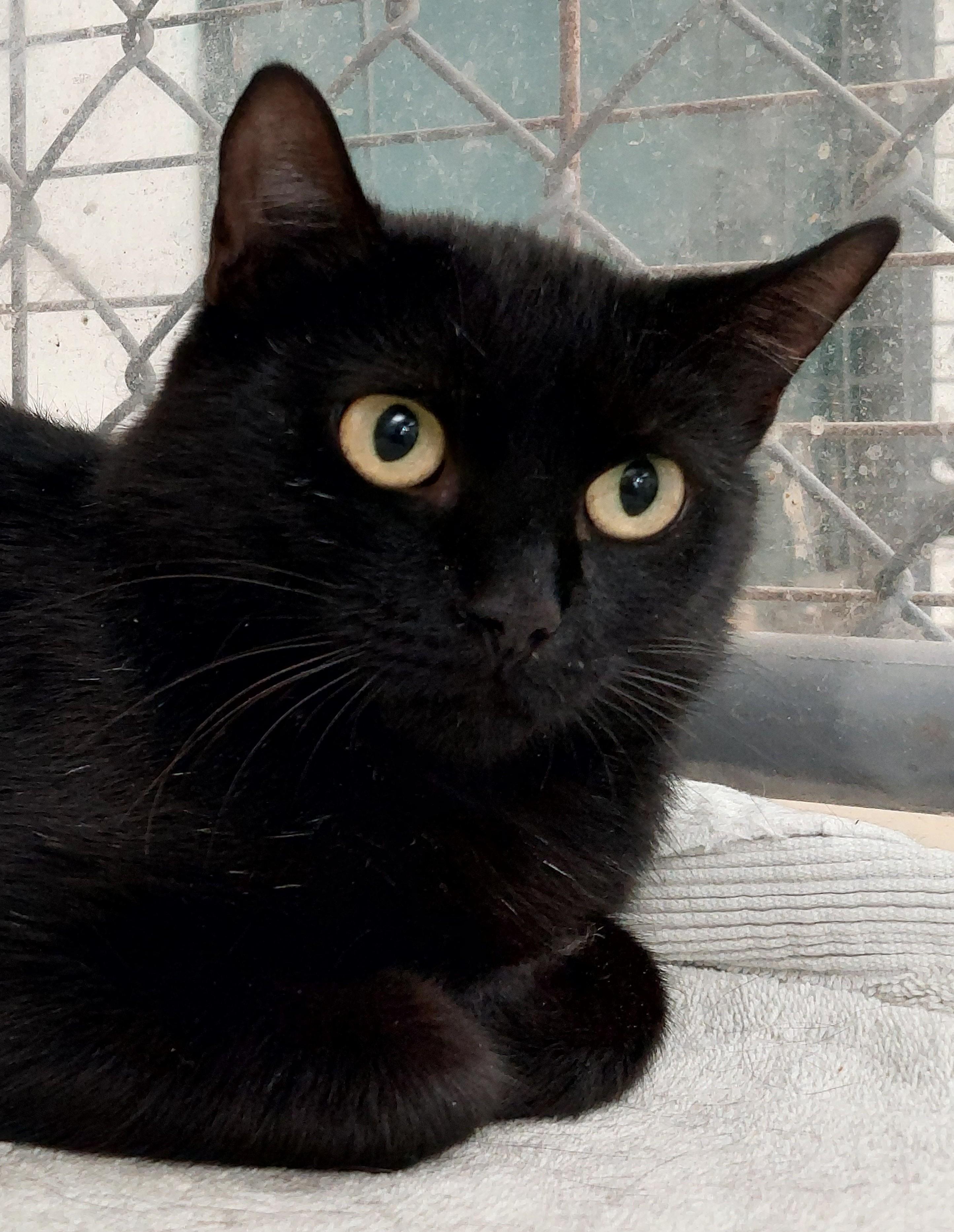Mysteria, Adoptable, Adult Female Domestic Short Hair.