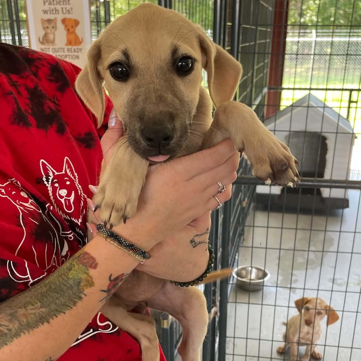 Magnolia, ADOPTABLE, Young Female Hound.