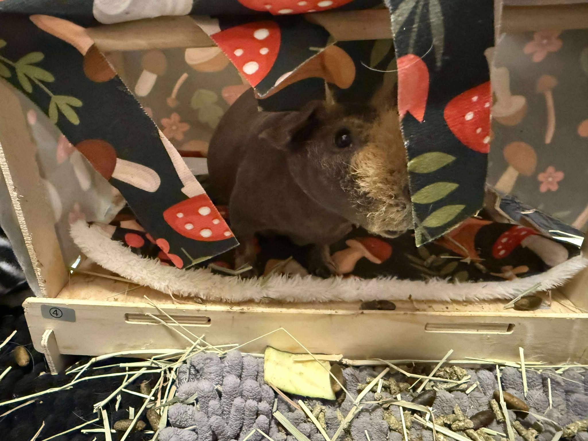 Quinny, a Adoptable Guinea Pig in Rochester, NY image 2/3