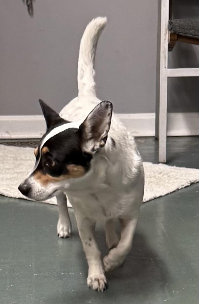 Millie, a ADOPTABLE mixed breed in Owensboro, KY image 4/4