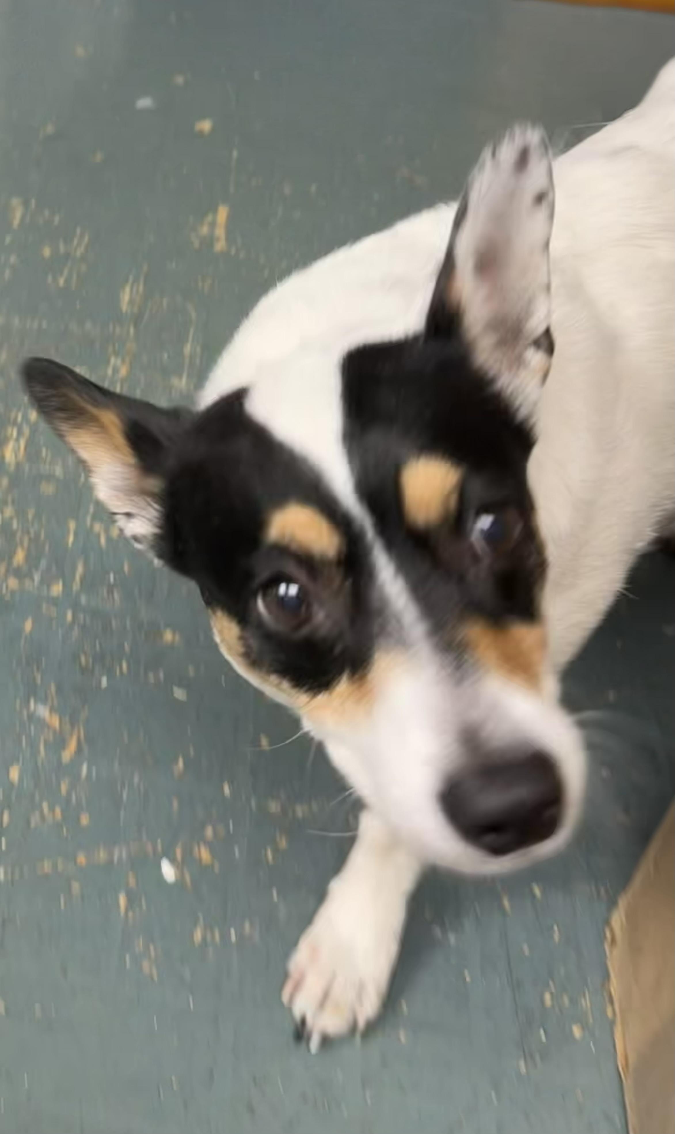 Millie, a ADOPTABLE mixed breed in Owensboro, KY image 1/4